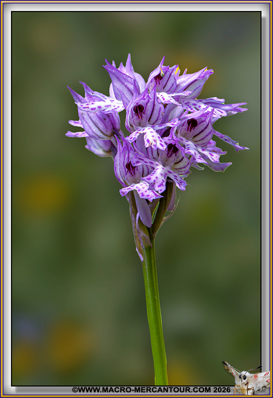 Orchis trident&eacute;